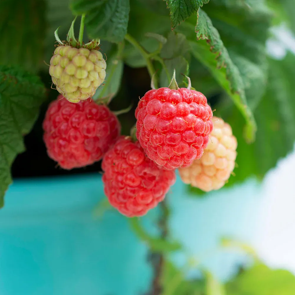 Bushel and Berry® Raspberry Shortcake® Dwarf Thornless Raspberry Bush 2