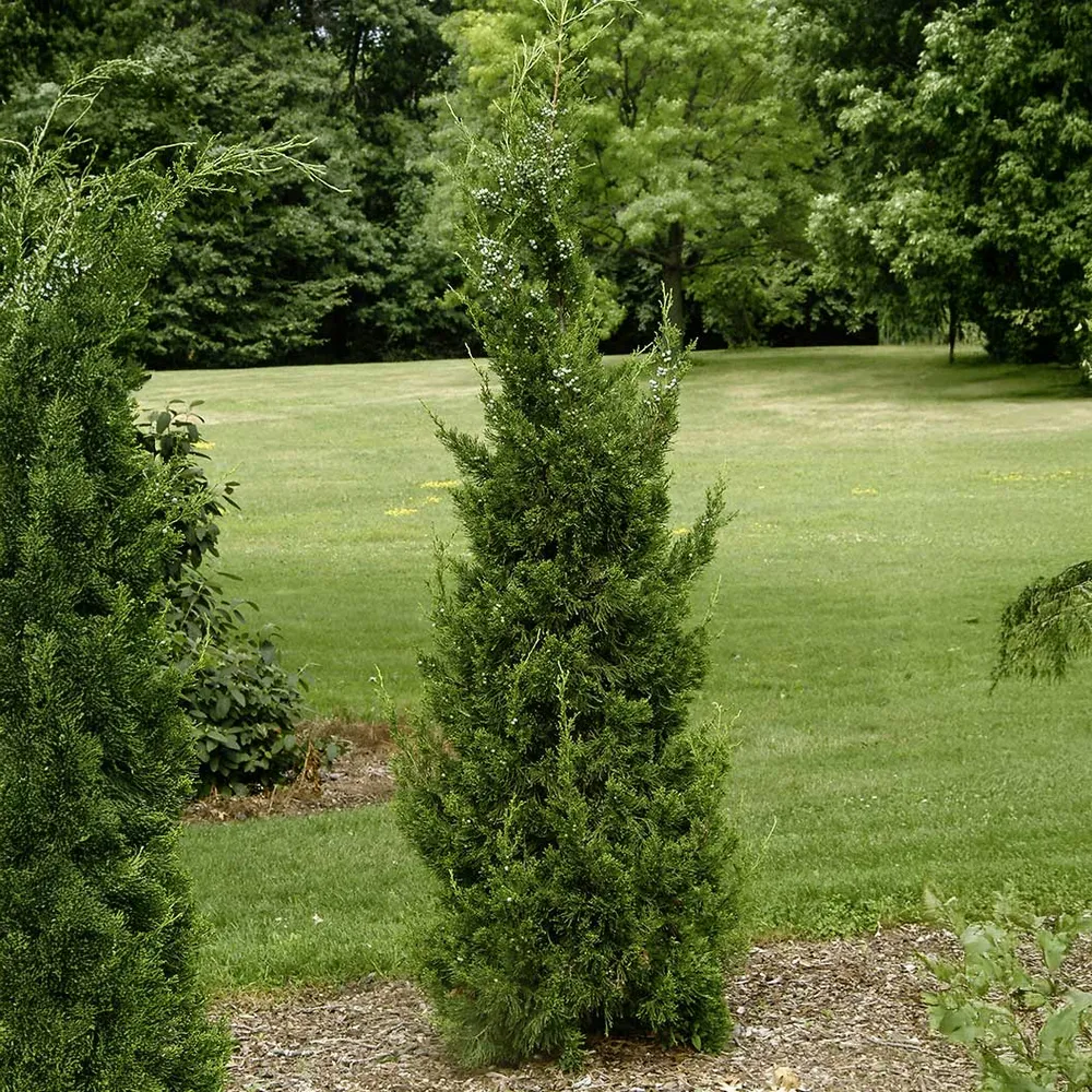 Columnar Juniper Tree - Narrow Vertical Evergreen Conifer