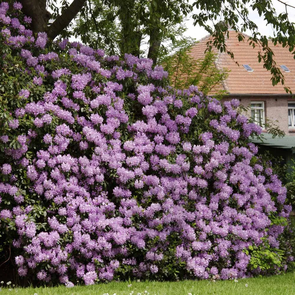 Lavender Rhododendron Shrub - Hardy Evergreen Flowering Garden Plant