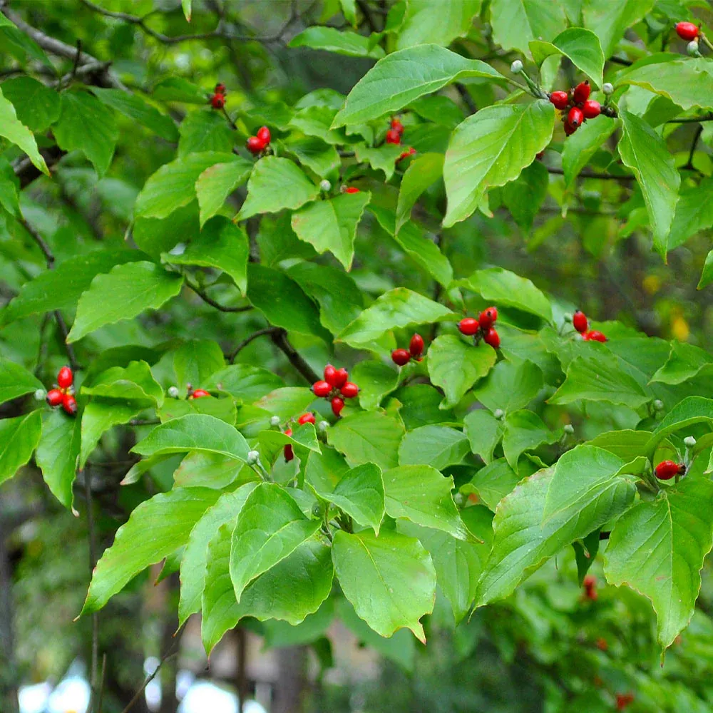 Artificial White Dogwood Tree Decorative Floral Plant 5