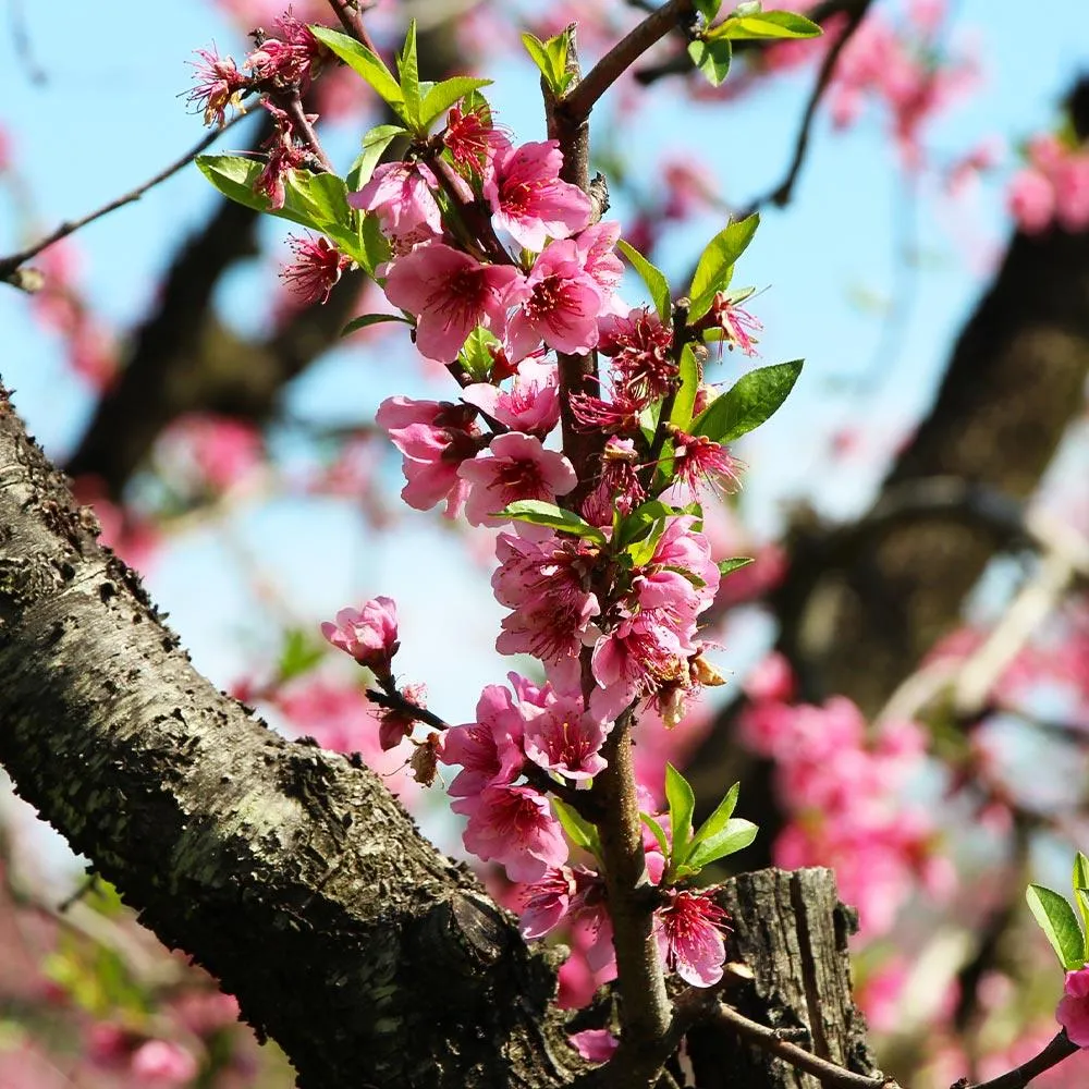 Frost Proof Peach Tree - Cold Hardy Fruit Variety 2