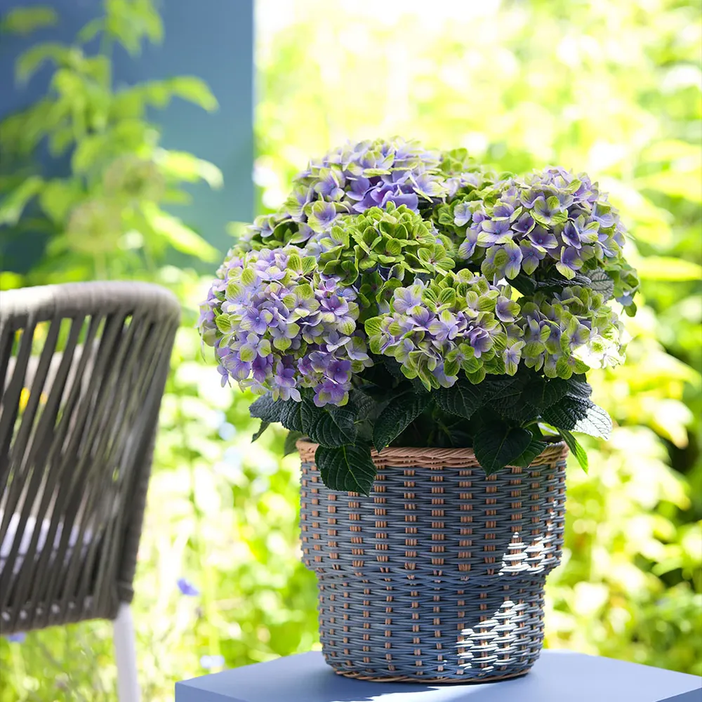 Hydrangea Magical® 'Amethyst' Deciduous Flowering Shrub 4