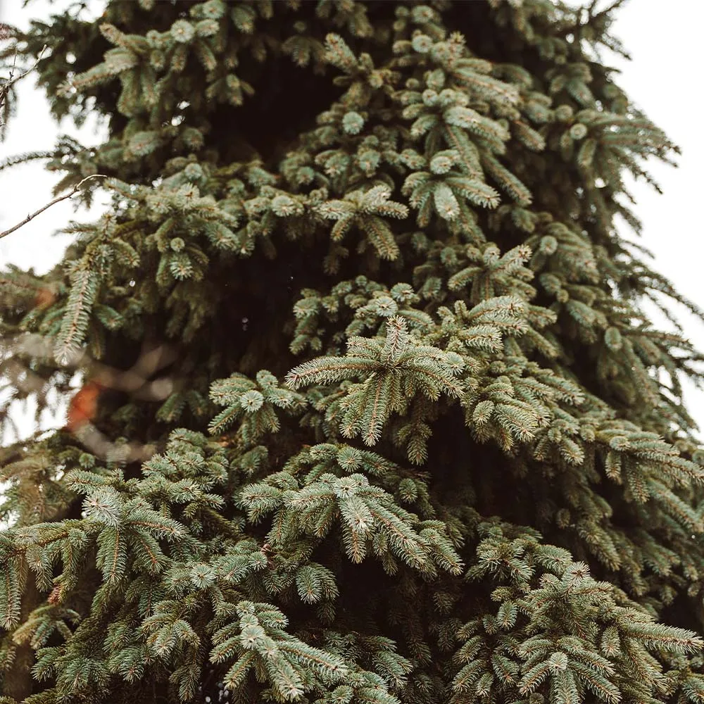 Weeping White Spruce Tree (Picea glauca 'Pendula') - Narrow Ornamental Evergreen 2