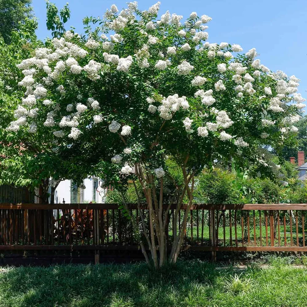 Crape Myrtle Flowering Deciduous Tree for Garden Landscaping