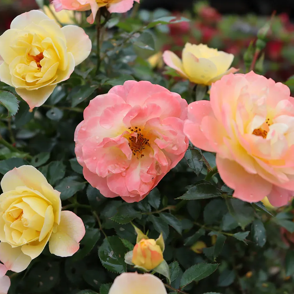 Proven Winners® Oso Easy Italian Ice® Rose Shrub - Disease Resistant Landscape Rose 2