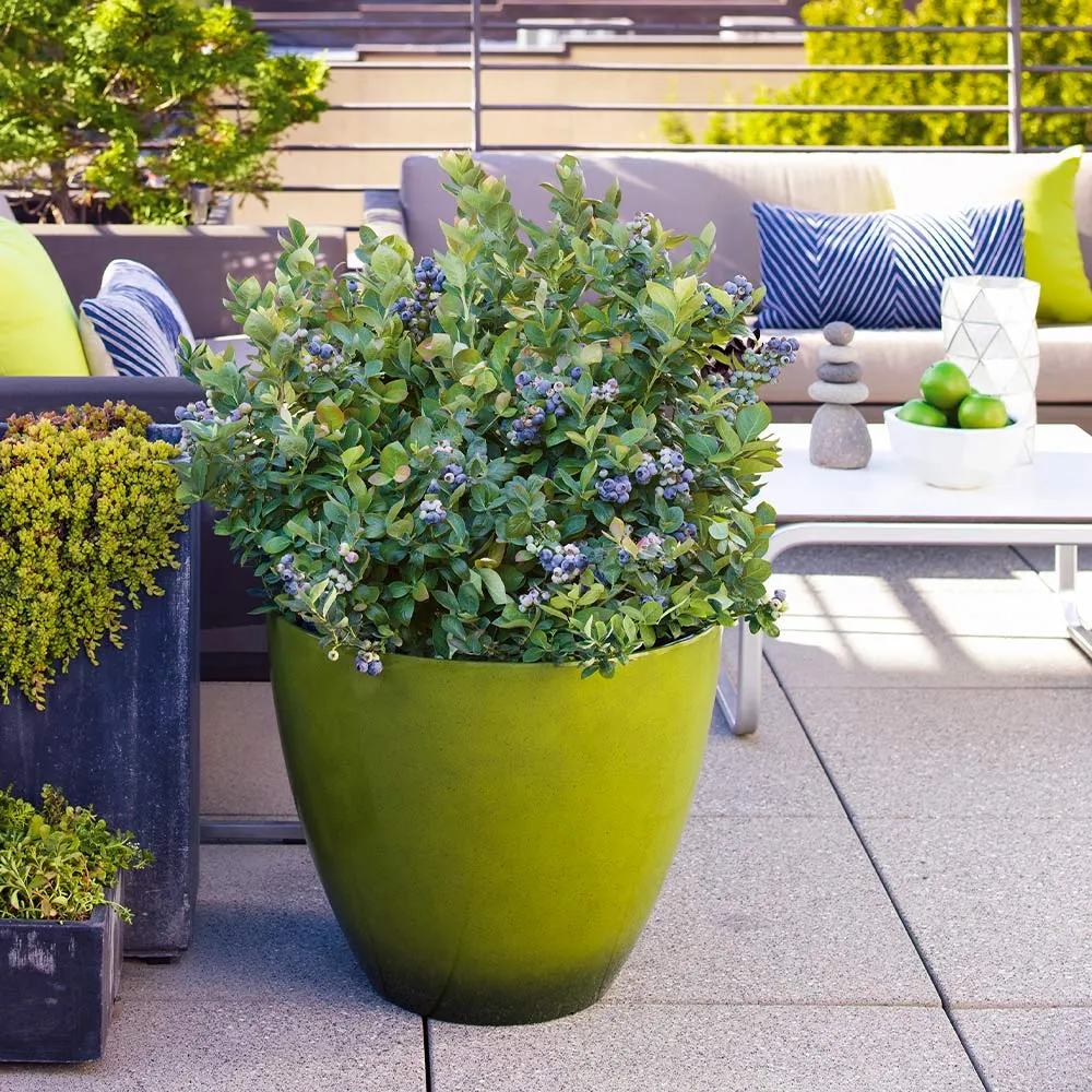 Bushel and Berry® Peach Sorbet™ Blueberry Bush - Compact Ornamental Shrub 2