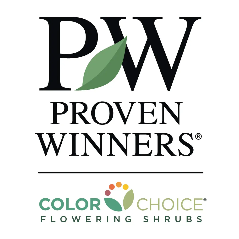 Proven Winners® Bloomerang® Reblooming Lilac Shrub 6