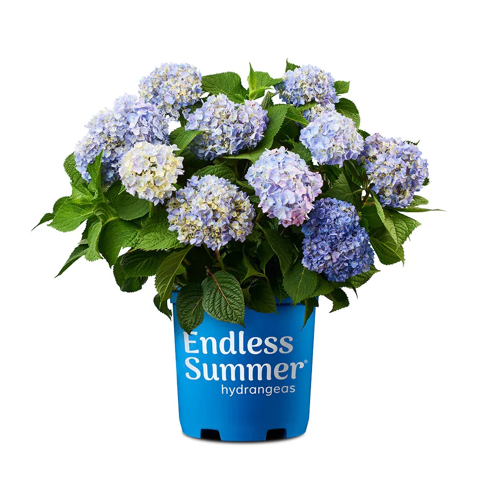 Endless Summer® The Original Reblooming Hydrangea Macrophylla Shrub 4