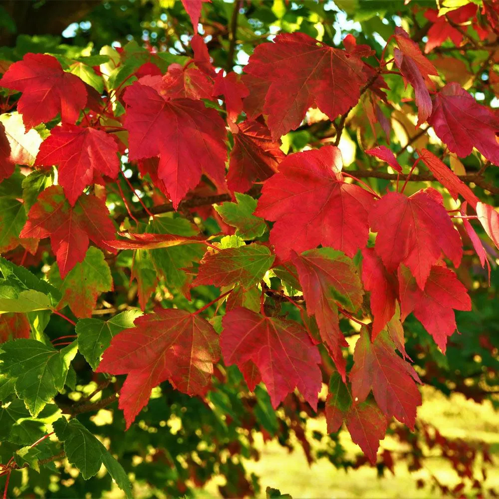 October Glory Red Maple Tree (Acer rubrum) - Deciduous Shade Tree 1