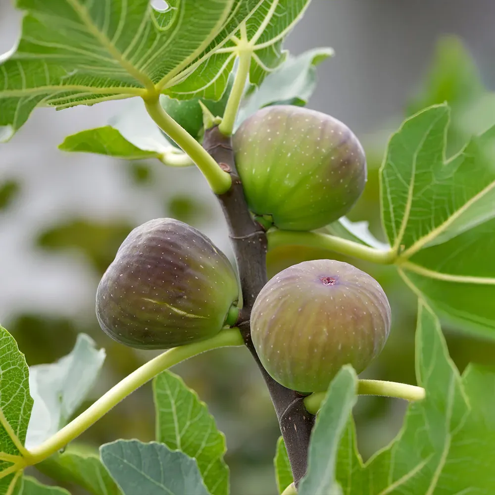 Little Ruby Fig Tree - Compact Ficus Carica Live Plant
