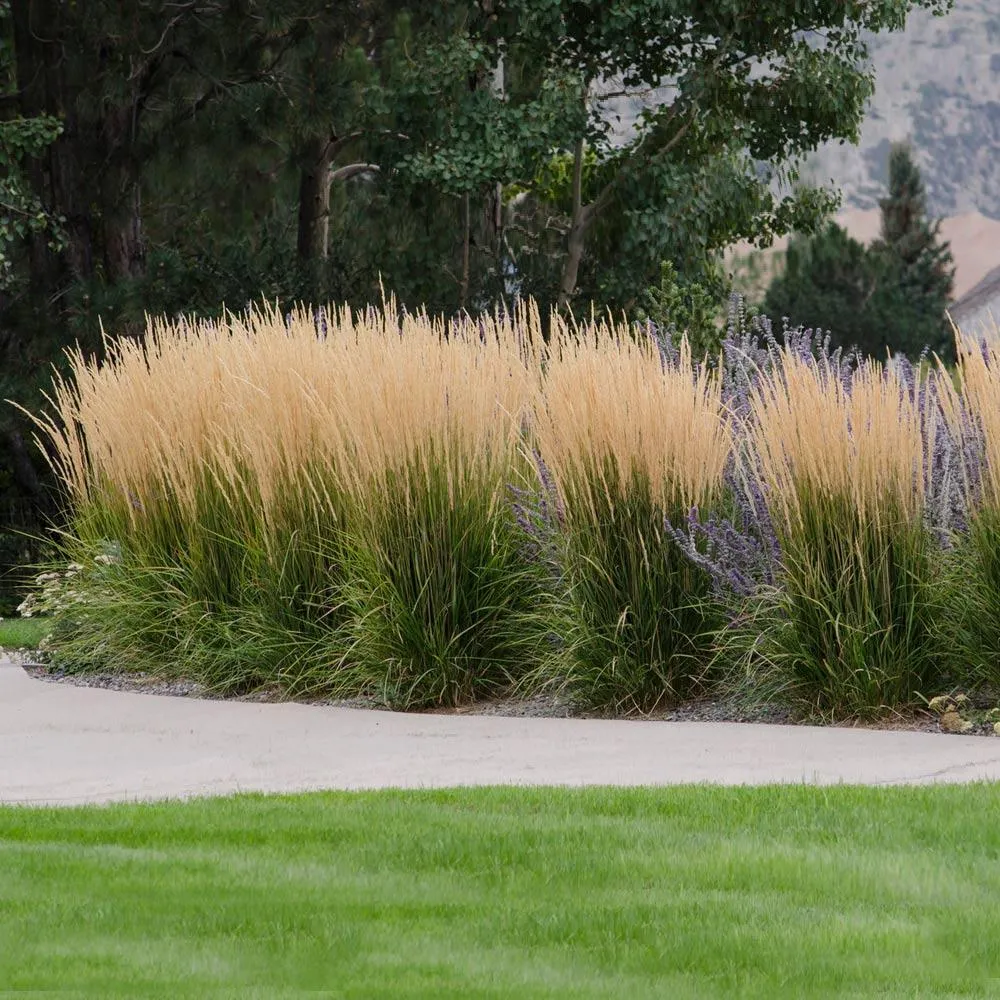 Karl Foerster Grass - Calamagrostis x acutiflora Feather Reed Grass