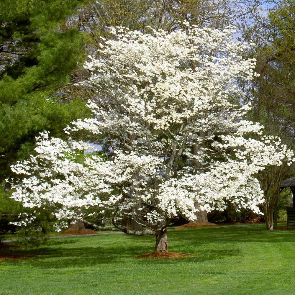 Artificial White Dogwood Tree Decorative Floral Plant 4