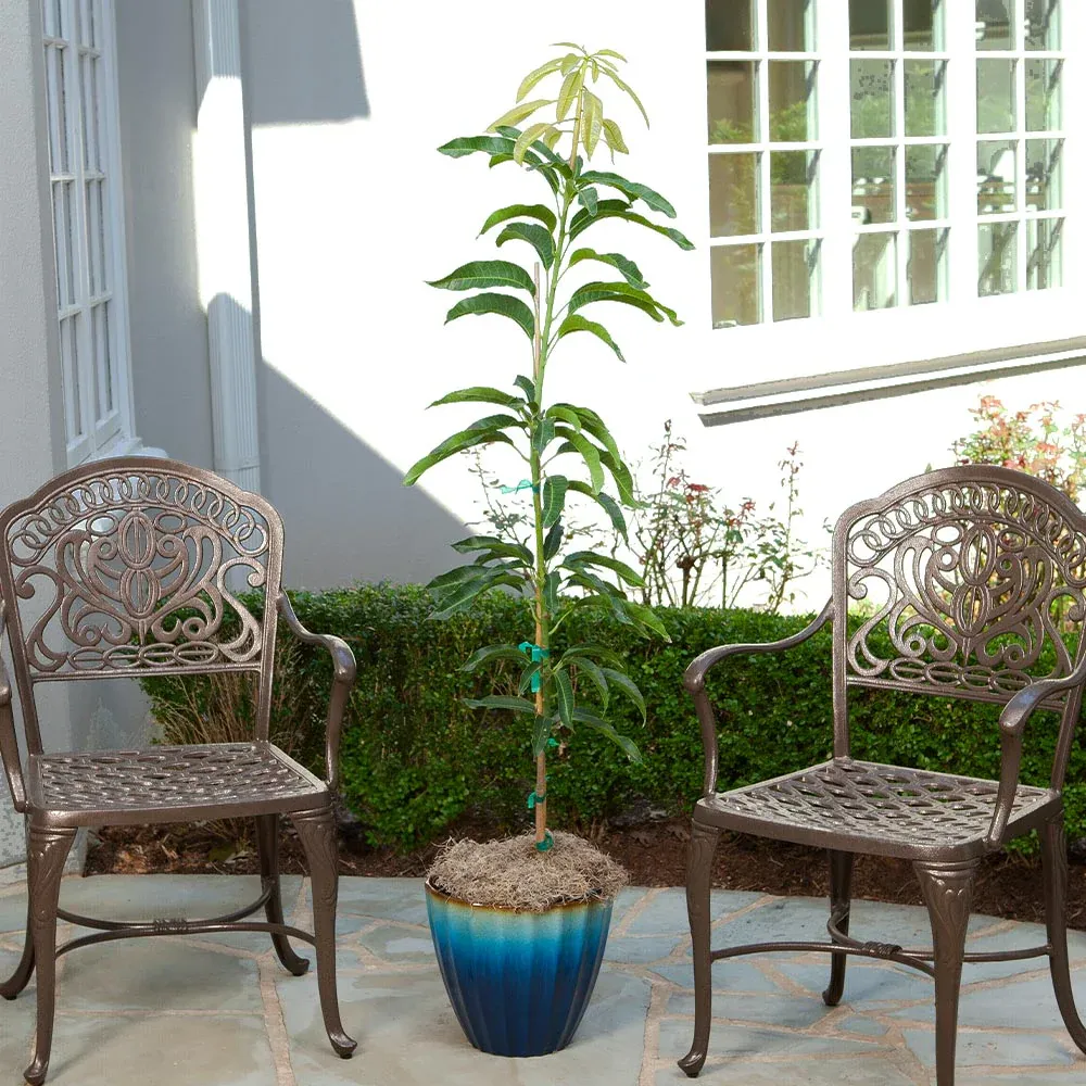 Condo Mango Tree - Compact Grafted Fruit Tree for Container Gardening 1
