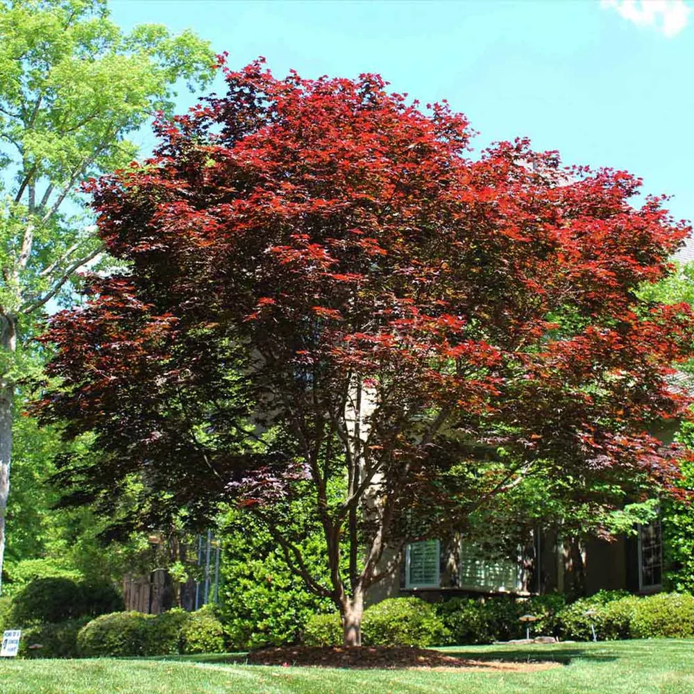 Emperor Japanese Maple Tree (Acer palmatum 'Emperor I') 1