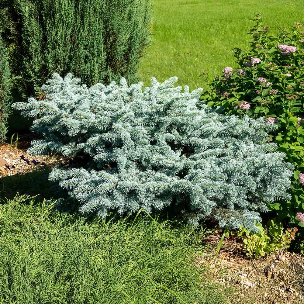 Dwarf Globe Blue Spruce (Picea pungens 'Globosa') - Compact Ornamental Evergreen 1