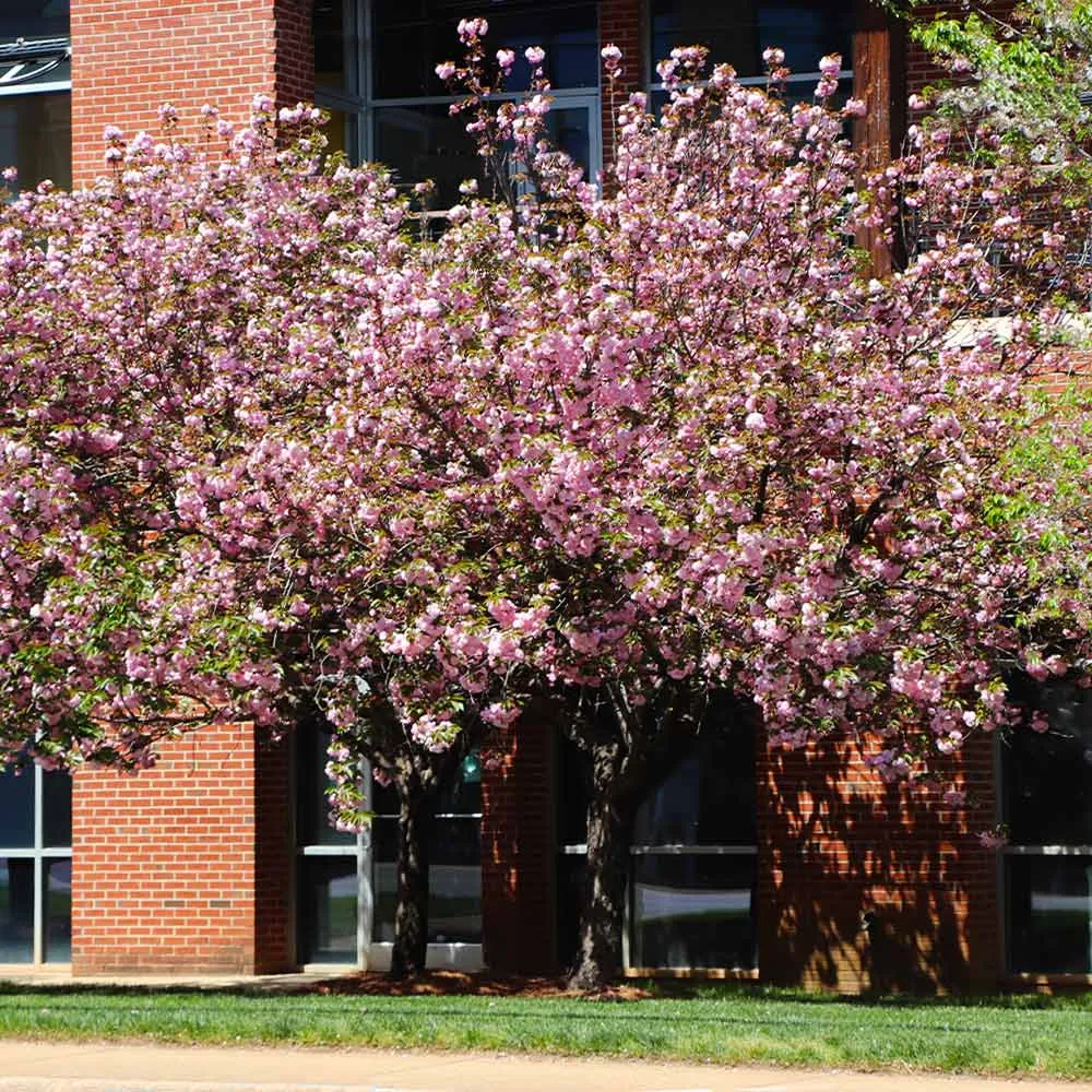 Kwanzan Cherry Tree (Prunus serrulata 'Kwanzan') - Ornamental Flowering Tree 4