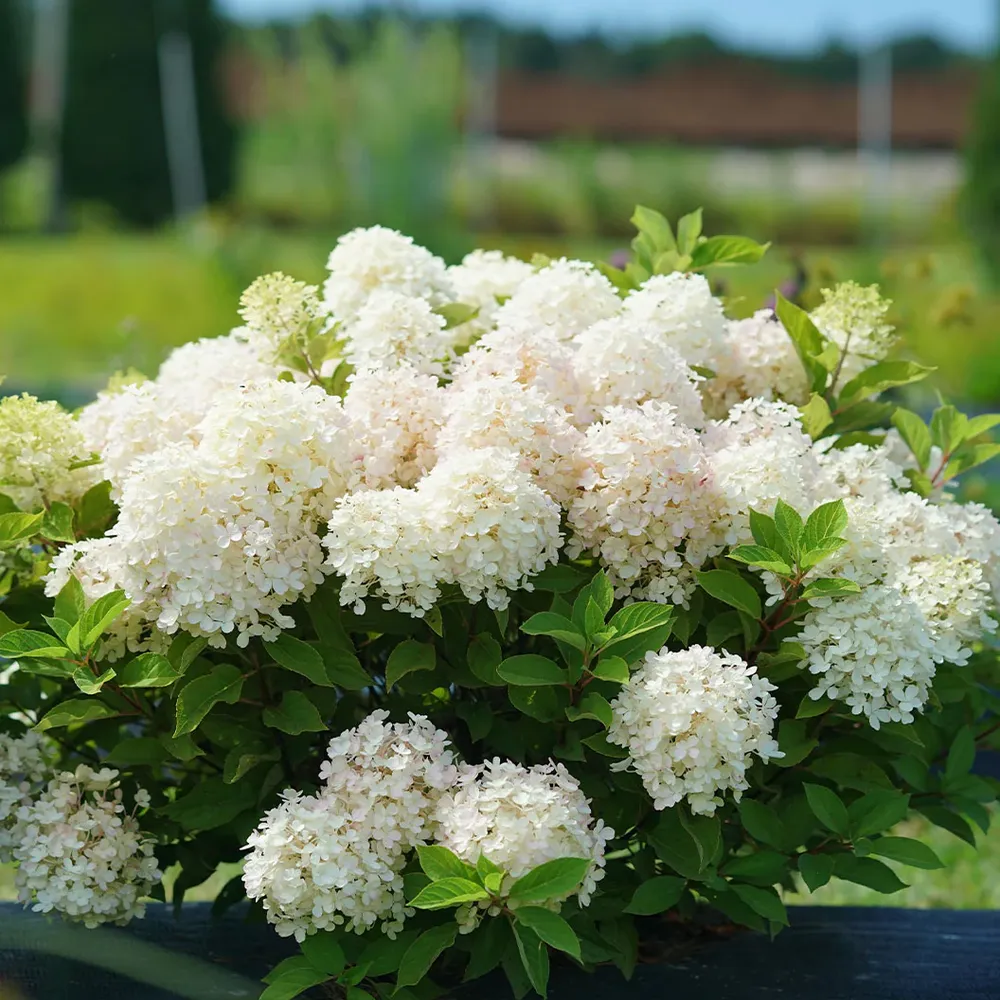 Fire Light Tidbit® Hydrangea Paniculata Compact Flowering Shrub 2