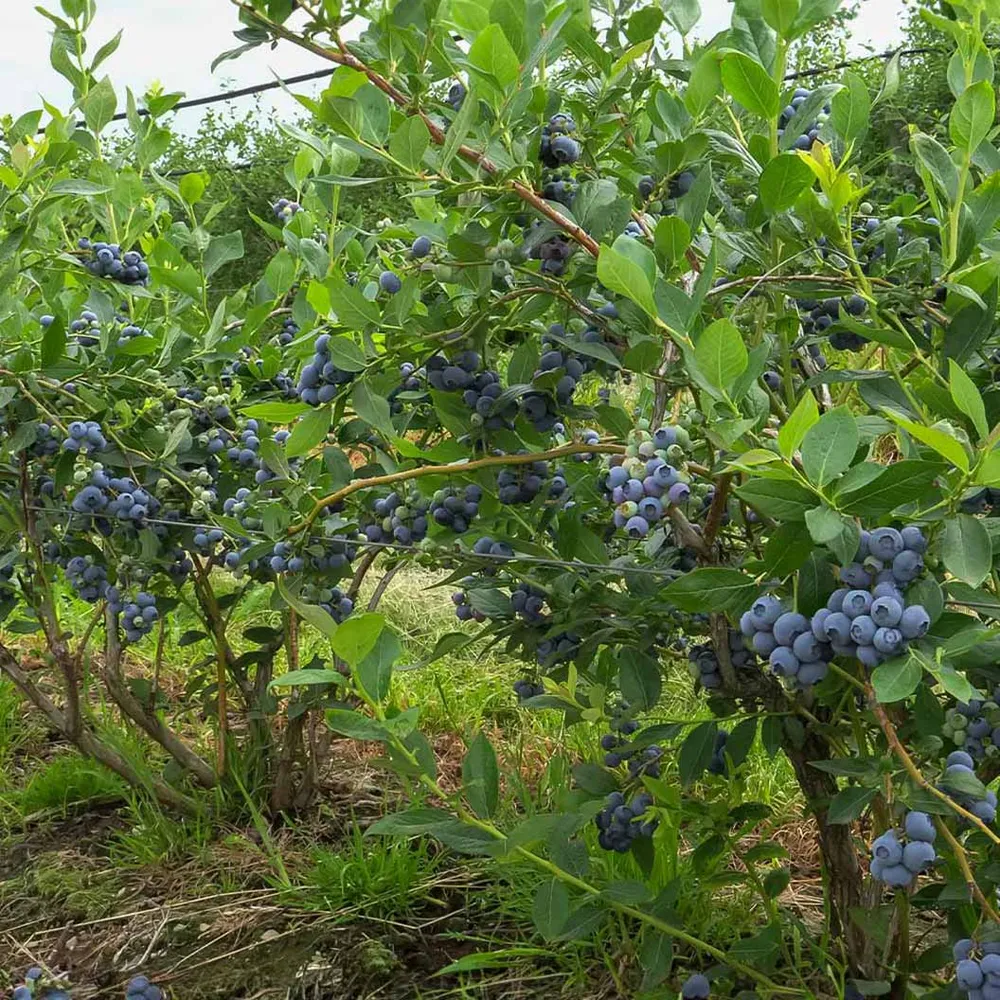 Toro Blueberry Bush - Northern Highbush Fruit-Bearing Shrub 1