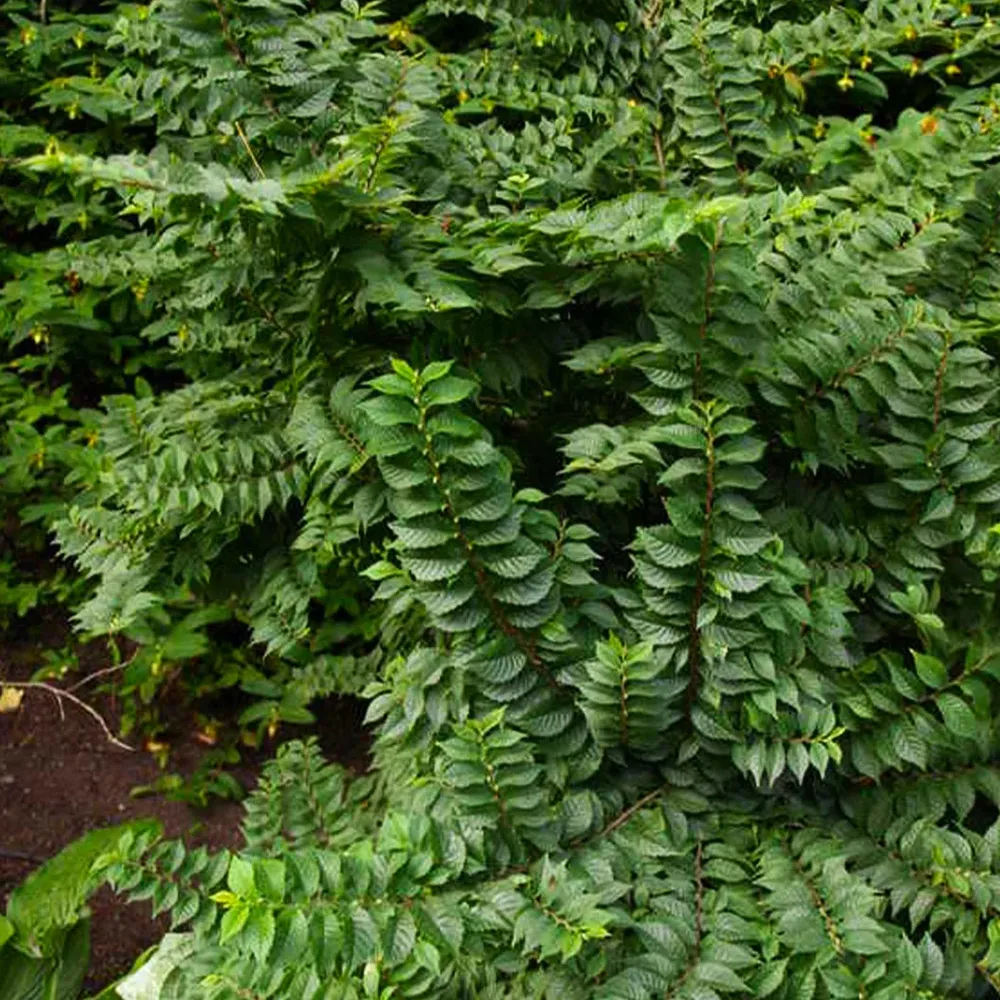 Jacqueline Hillier Elm Tree - Compact Deciduous Miniature Shrub 1