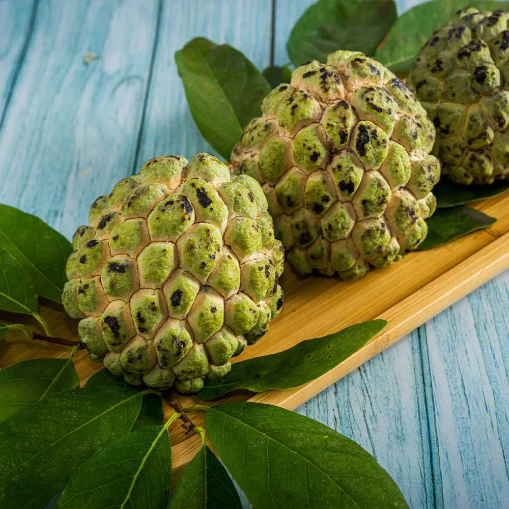 Sugar Apple Tree (Annona squamosa) Live Tropical Fruit Plant 2