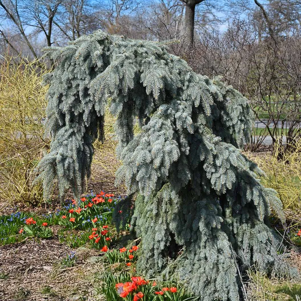 Slenderina Weeping Blue Spruce Tree (Picea pungens 'Slenderina')