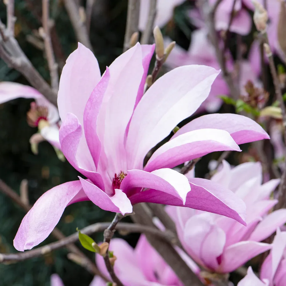 Susan Magnolia Bush Artificial Floral Plant for Home and Office Decor 1