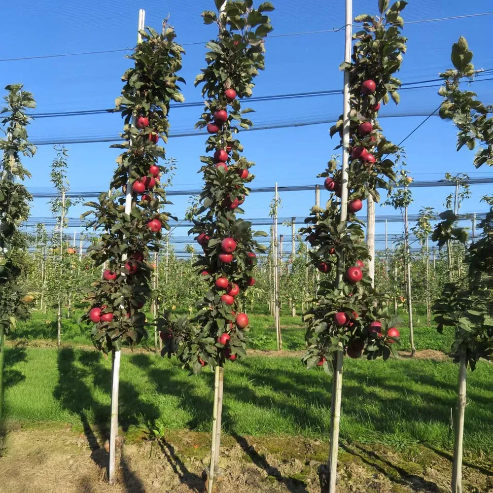 All Red Columnar Apple Tree - Compact Vertical Growth Fruit Tree