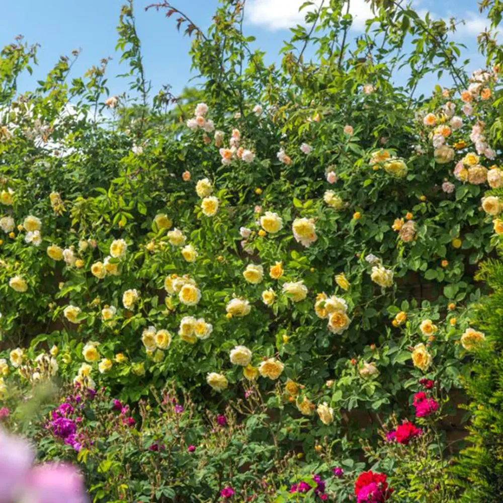 The Pilgrim Climbing Rose Shrub - Yellow Repeat-Flowering English Rose 4