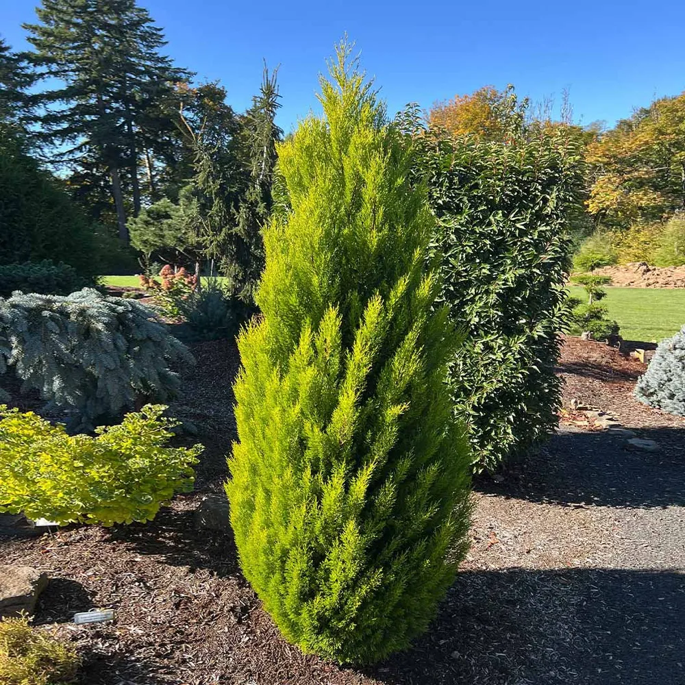 Lemon Cypress Potted Evergreen Conifer