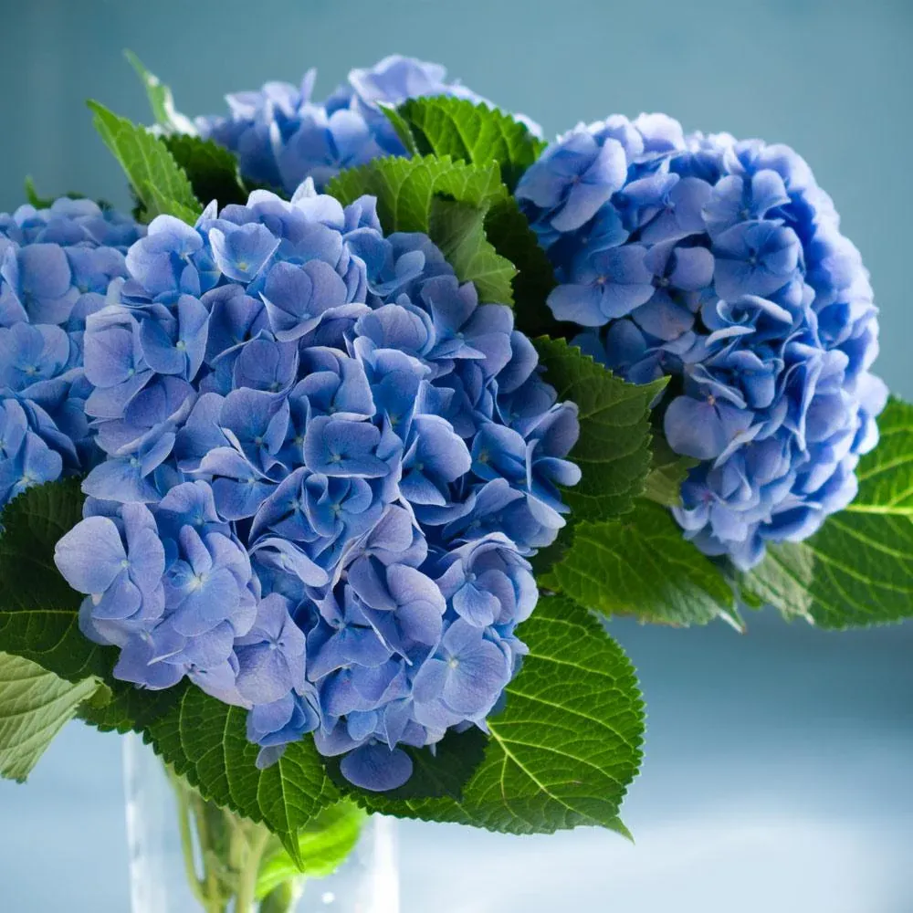 Nikko Blue Hydrangea Macrophylla Deciduous Flowering Shrub 2