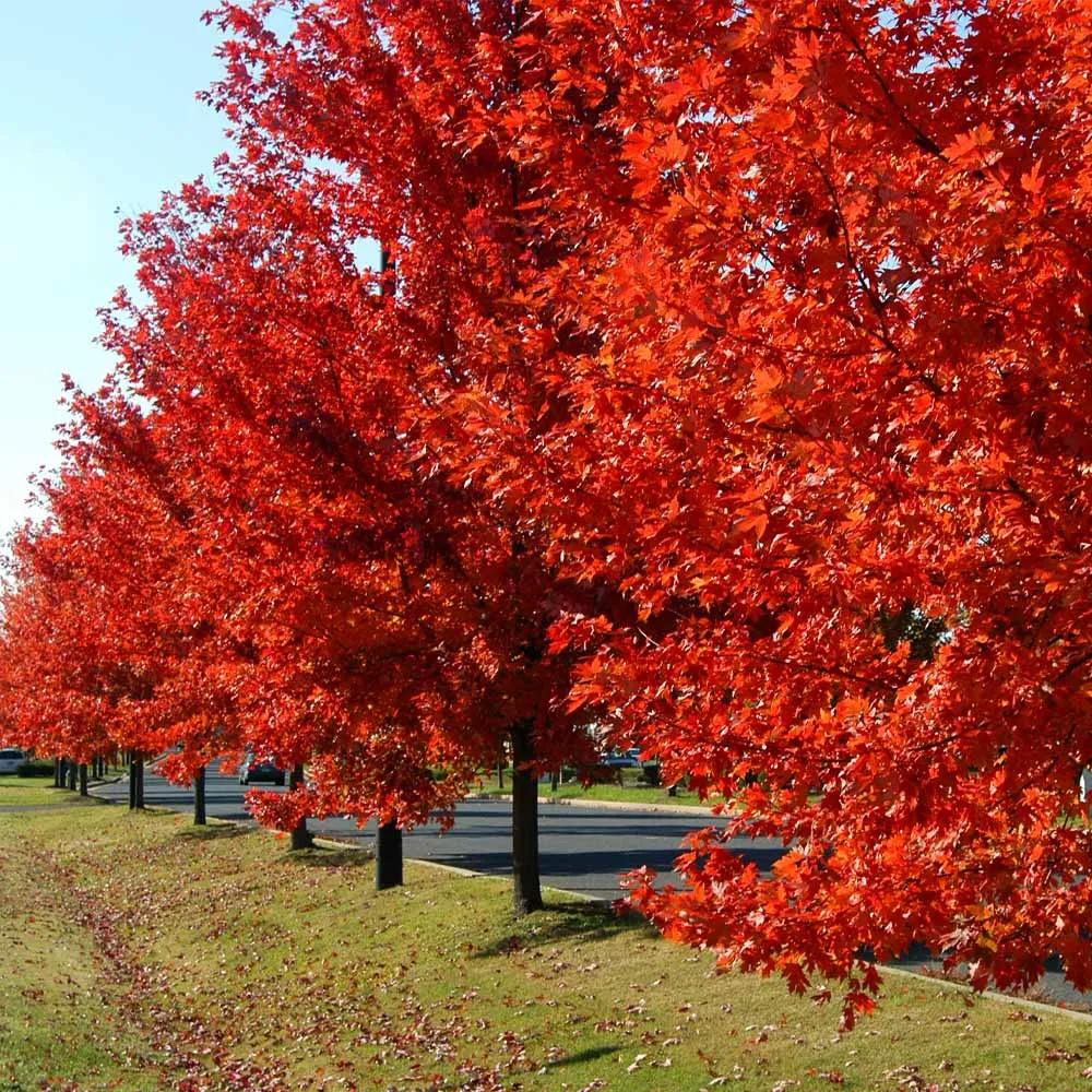 Autumn Blaze Red Maple Tree (Acer x freemanii) 1