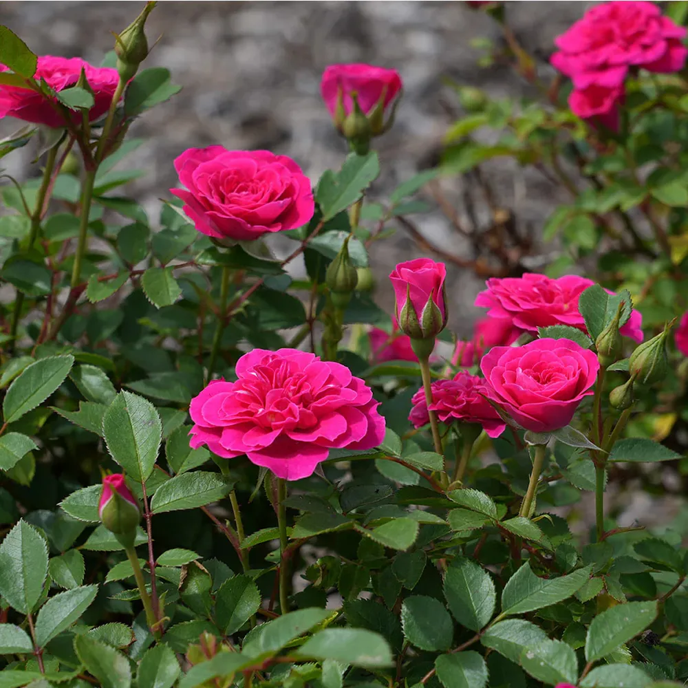 Sunblaze® Dragon Fruit Rose in Decorative Pot 2