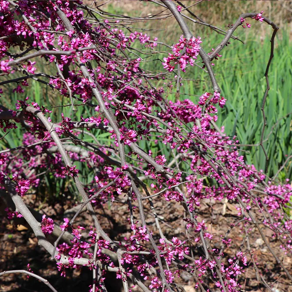 Ruby Falls Weeping Redbud Tree - Compact Cascading Ornamental Cercis canadensis 3