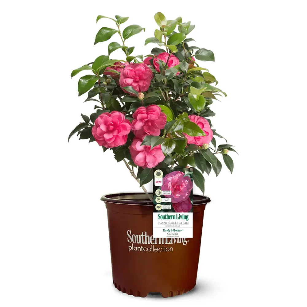 Early Wonder Camellia Shrub - Evergreen Flowering Garden Plant 1