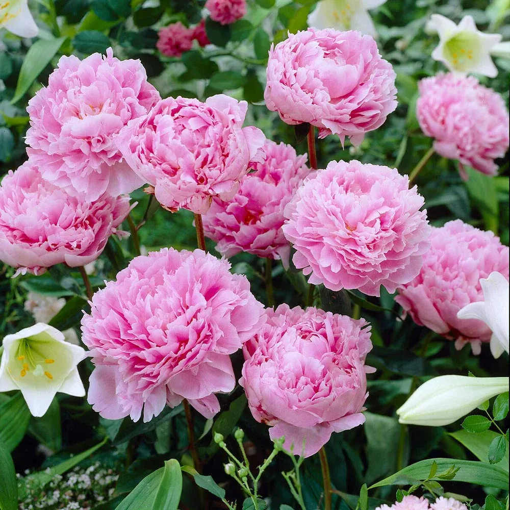 Sarah Bernhardt Peony Bare Root Perennial Flower