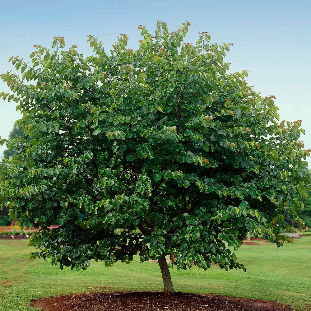 Oklahoma Redbud Tree (Cercis canadensis 'Oklahoma') 3