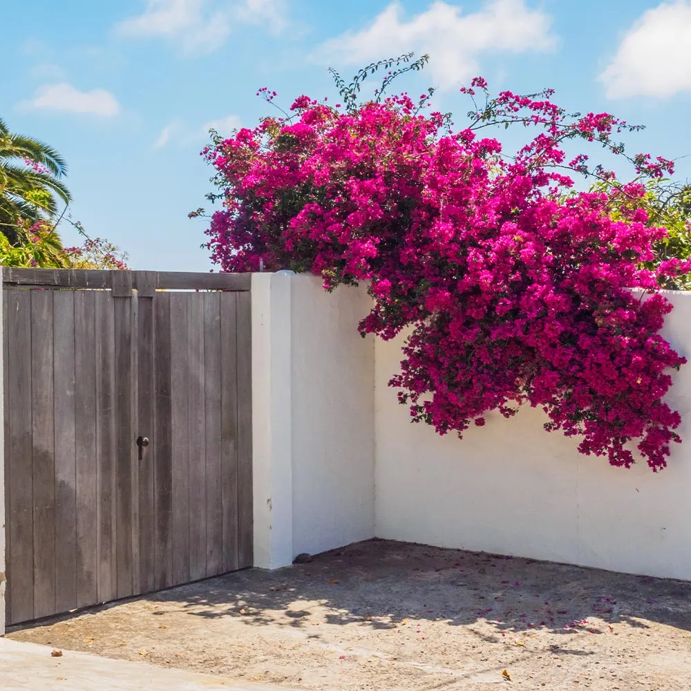 Barbara Karst Bougainvillea Vine - Vibrant Magenta Climbing Flowering Plant 2