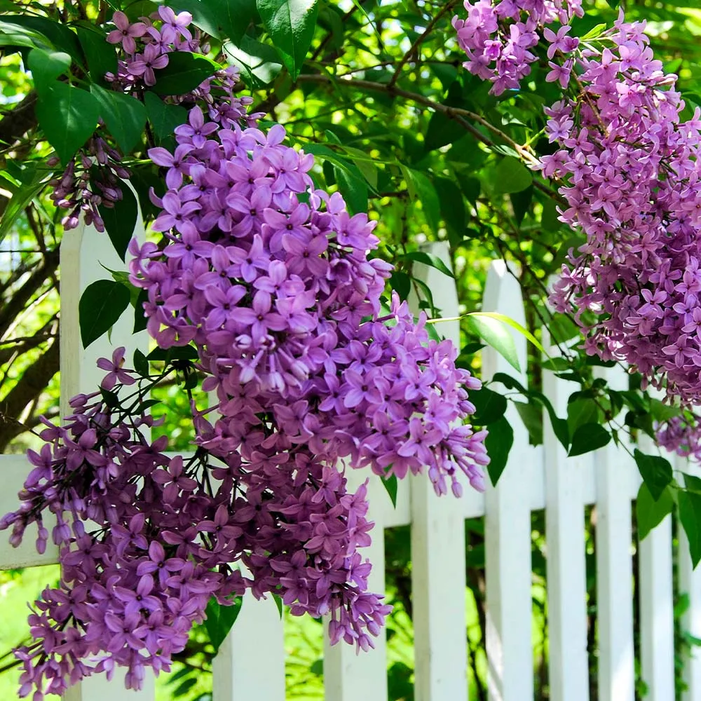 Common Purple Lilac (Syringa vulgaris) Fragrant Deciduous Flowering Shrub 1