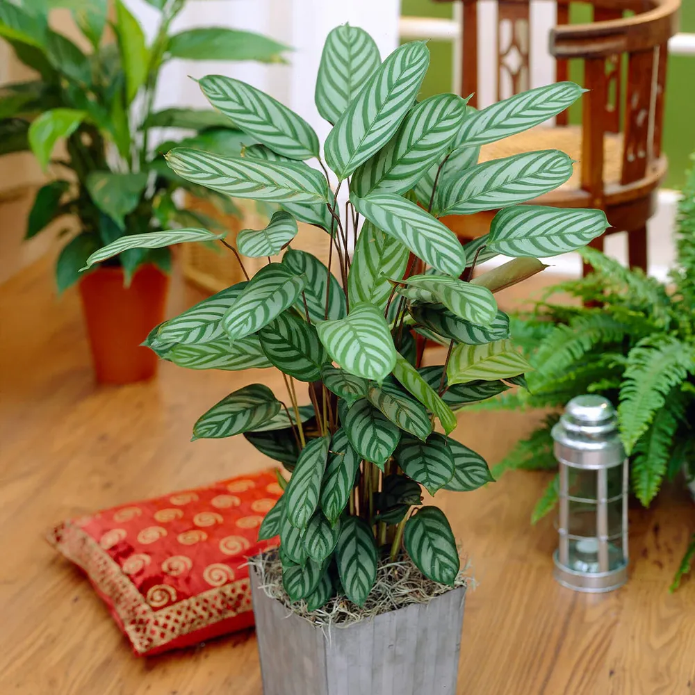 Calathea Setosa Tropical Indoor Houseplant