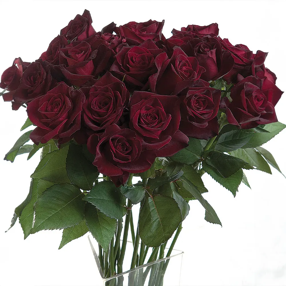 Bloomables® Black Baccara® Rose - Dark Hybrid Tea Rose Bush 2