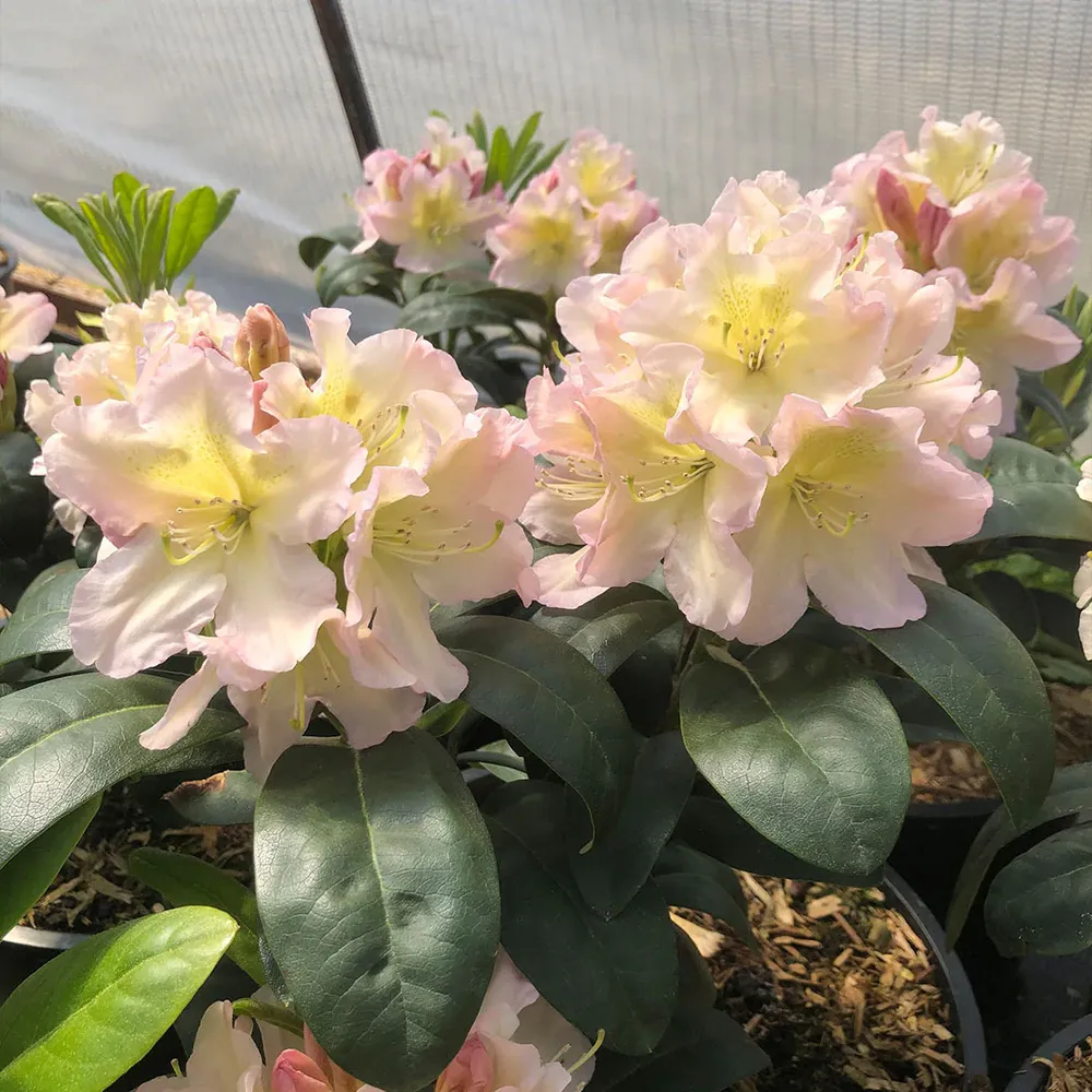 Holden's™ Peach Hybrid Rhododendron Shrub 1