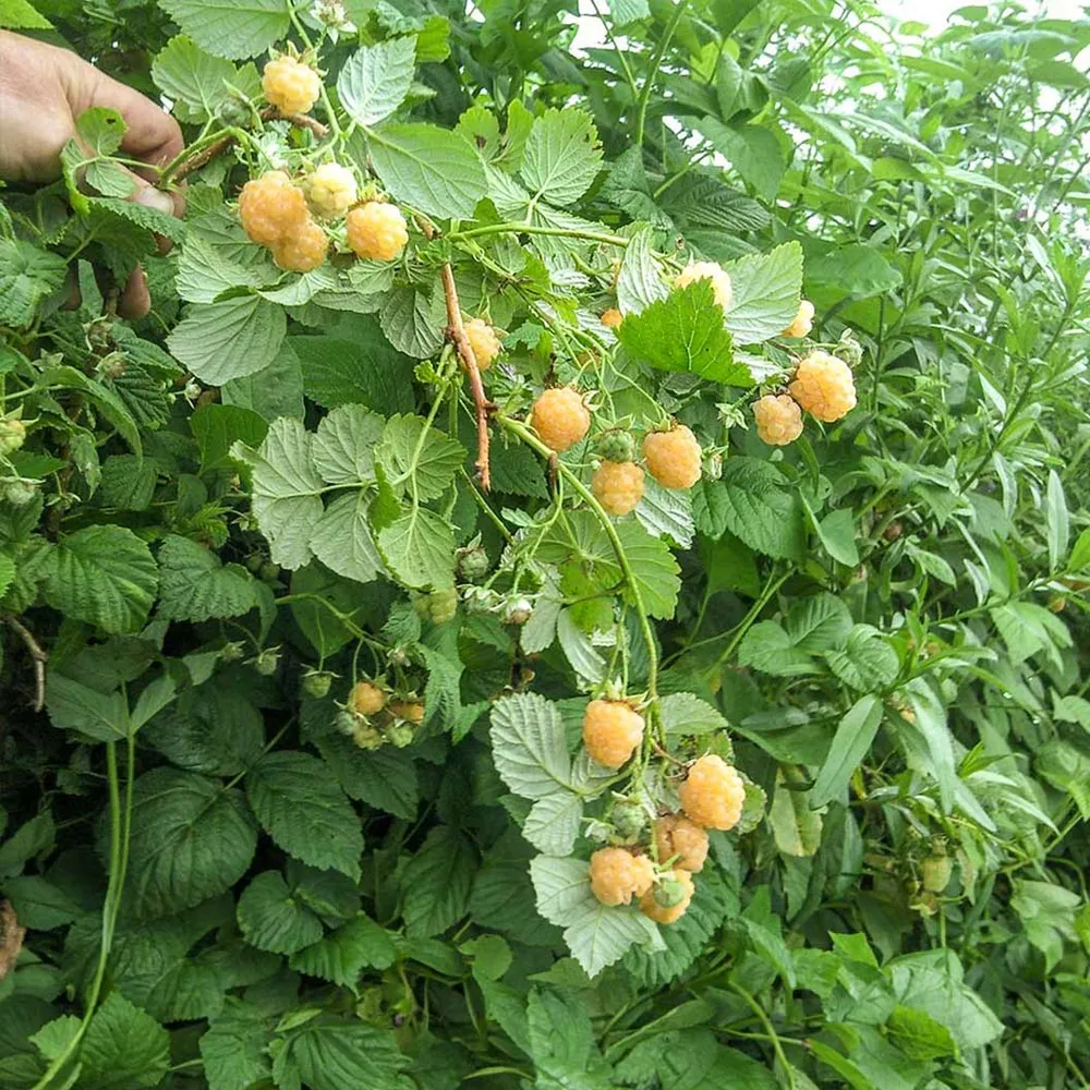 Golden Raspberry Bush Artificial Decorative Shrub 1