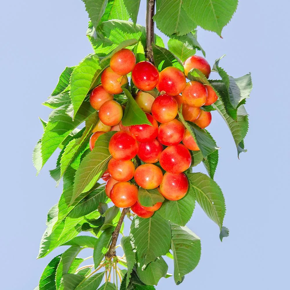 Royal Ann Cherry Tree - Sweet Yellow Cherry Sapling