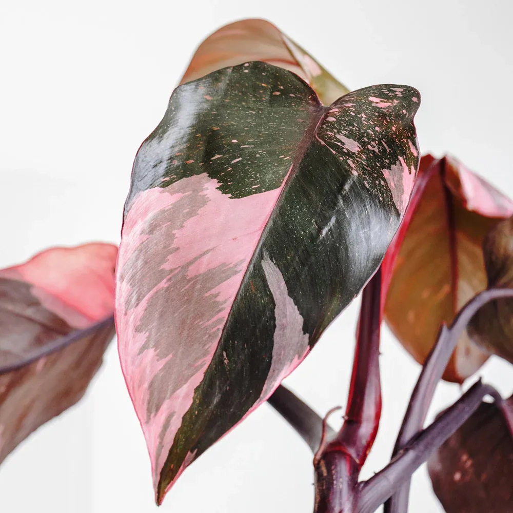 Pink Princess Philodendron - Variegated Tropical Houseplant 1