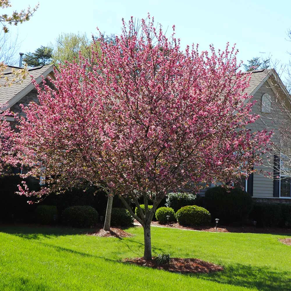 Robinson Crabapple Tree - Ornamental Flowering Deciduous Tree 1