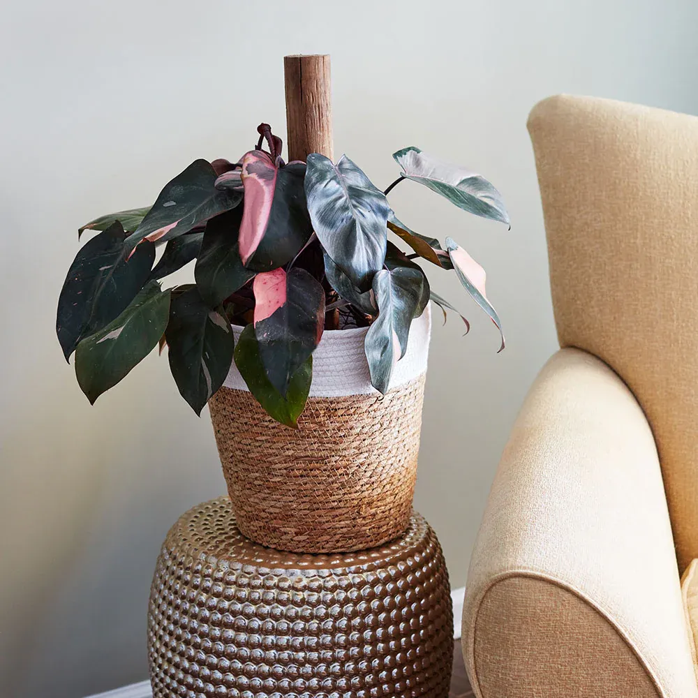 Pink Princess Philodendron - Variegated Tropical Houseplant 2