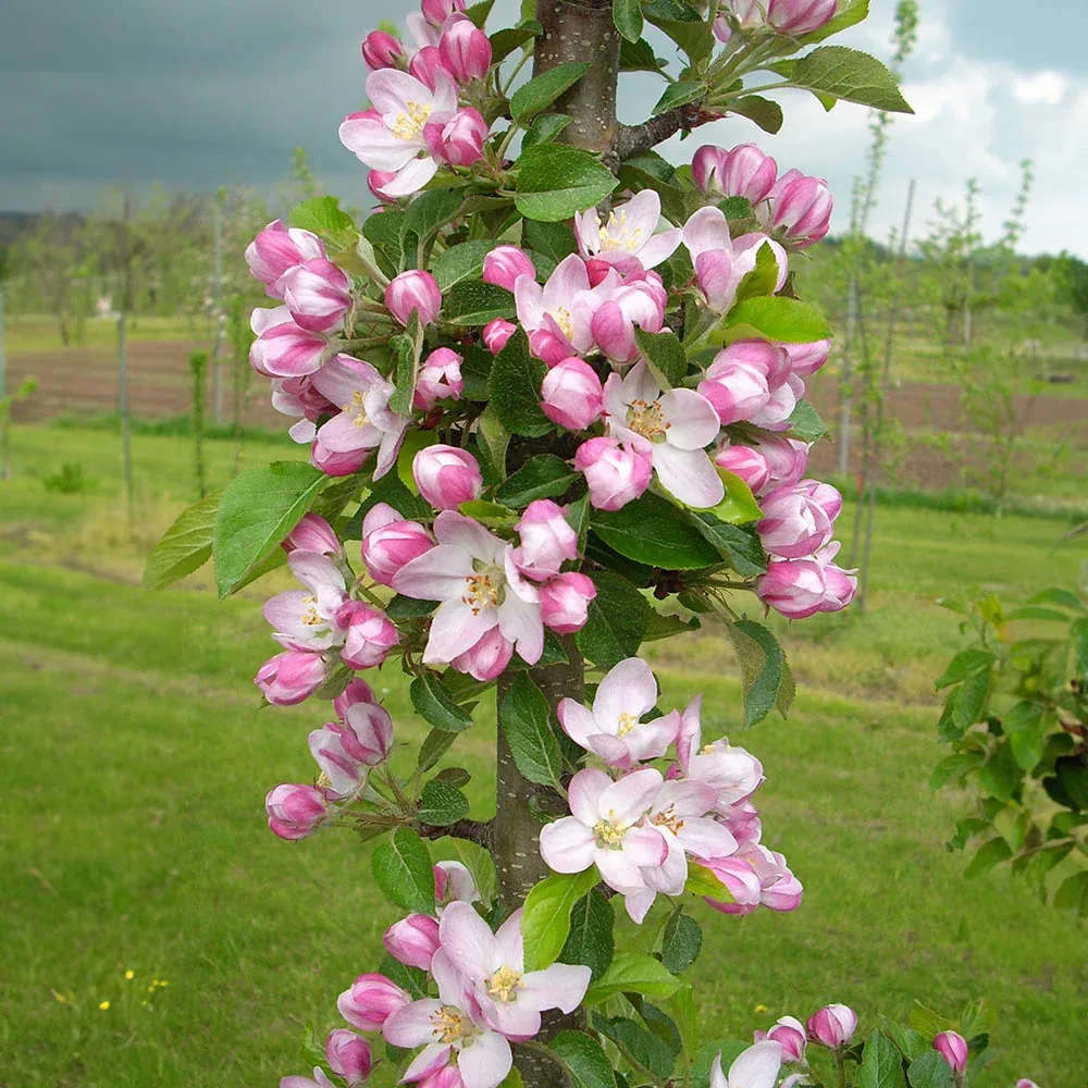 Tasty Red Columnar Apple Tree - Compact Vertical Growth Fruit Tree 3