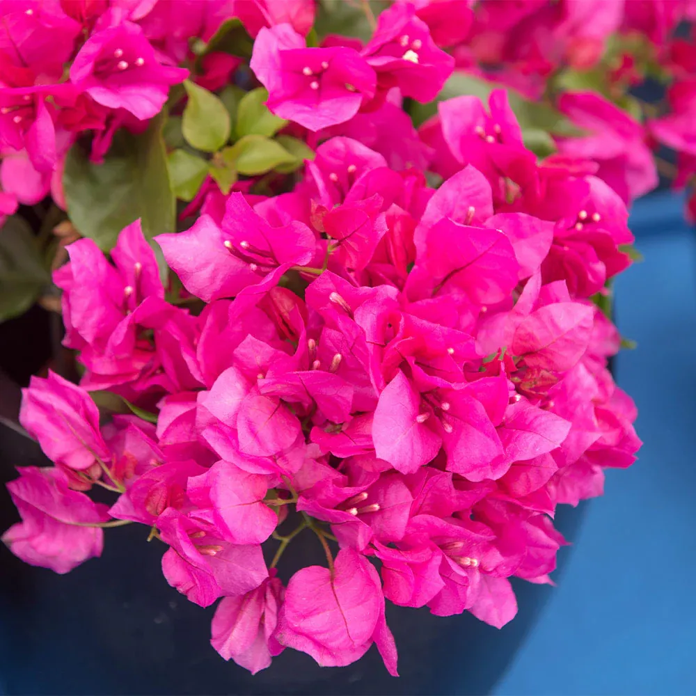 La Jolla Bougainvillea Artificial Floral Arrangement 1