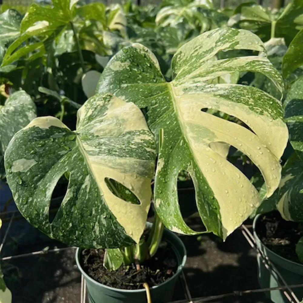 Monstera Thai Constellation Variegated Tropical Houseplant 1