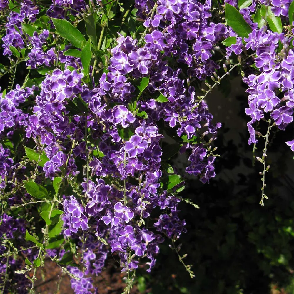 Sapphire Showers Duranta Flowering Shrub 1
